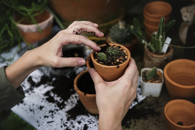 Planting Seedlings