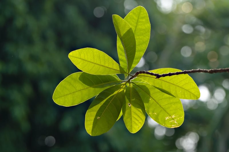 Plant a Garden